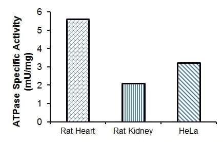 ATPase Assay Kit (Colorimetric)(AB234055)