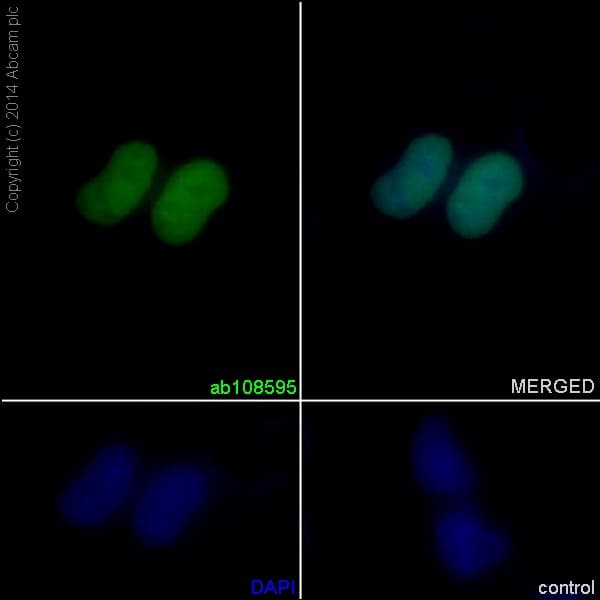 Anti-Lamin A + Lamin C antibody [EPR4100] - Nuclear Envelope Marker(AB108595)