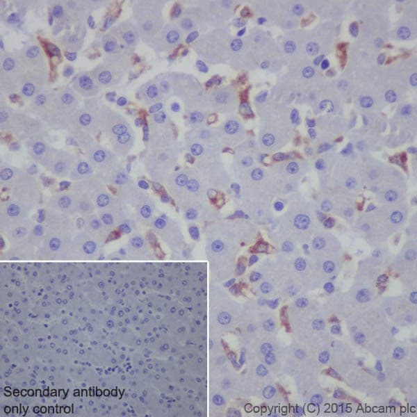 Granulin Antibody Epr15864 Low Endotoxin Azide Free Ab225532  Immunohistochemistry Formalin Pfa Fixed Paraffin Embedded Sections Img50182
