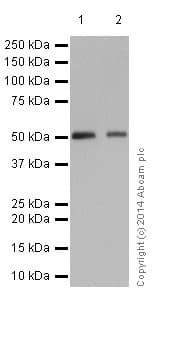 Anti-MLKL antibody [EPR17514](AB184718)