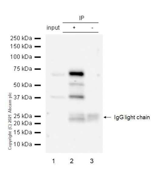 Anti-PKR (phospho T446) antibody [E120](AB32036)