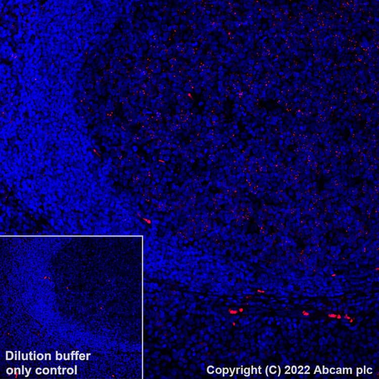 Alexa Fluor® 555 Anti-MX1 antibody [EPR24485-19](AB307342)