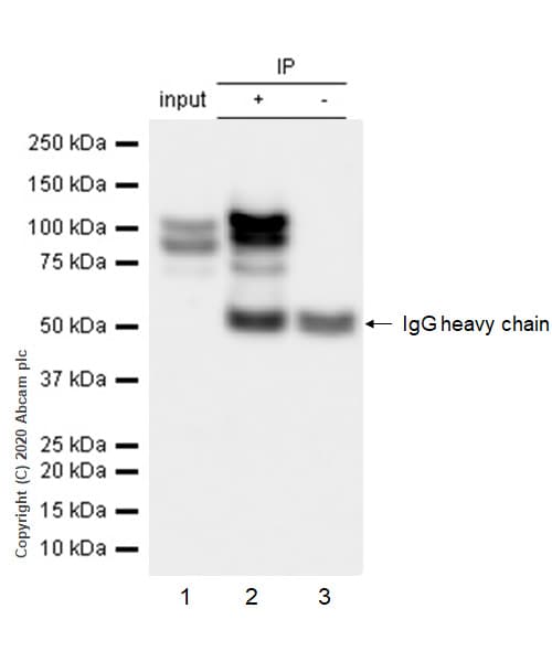 Anti-delta 1 Catenin/CAS antibody [YE372] - BSA and Azide free(AB247228)
