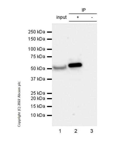 Ifit1 Antibody Epr27276 63 Bsa And Azide Free Ab305302  Immunoprecipitation Img405046