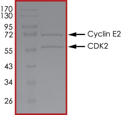 Recombinant human Cyclin E2 + CDK2 protein (Active)(ab268396)