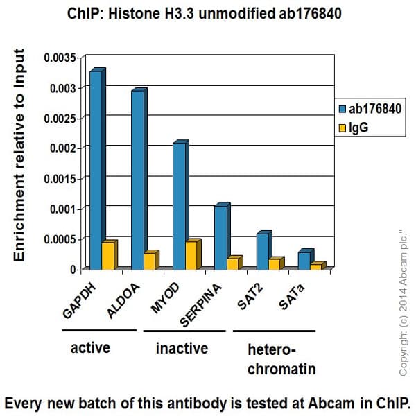 Histone H33 Antibody Epr17899 Bsa And Azide Free Ab208690  Chip Img5571