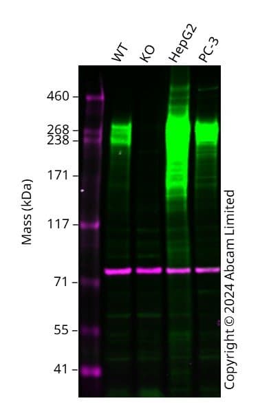 Anti-Fibronectin antibody [F14](AB45688)