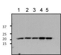 Anti-ARF1 antibody(AB183576)