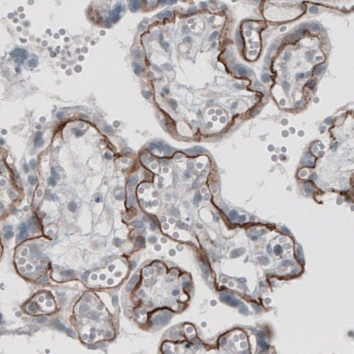 Anti-Laminin alpha 5/LAMA5 antibody [CL3118](AB210957)