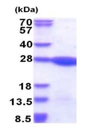 Recombinant Human LZIC protein(AB177652)