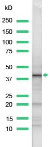 Anti-Wnt1 antibody(AB15251)