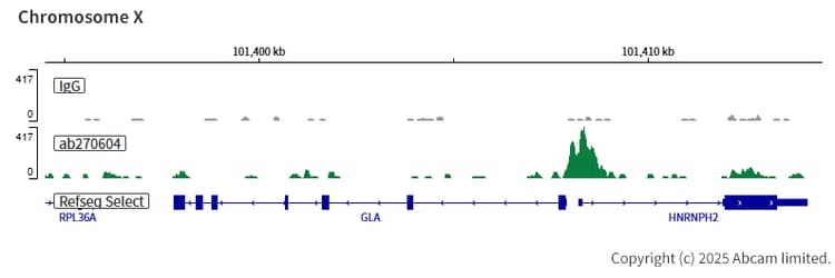 Anti-TFEB antibody [EPR22940-151](AB270604)