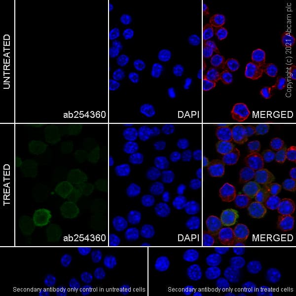 Anti-IL-1 beta antibody [EPR23851-127](AB254360)