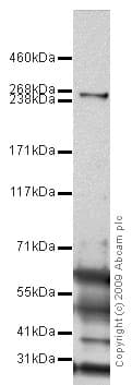 Von Willebrand Factor Antibody Ab9378  Western Blot Img56123