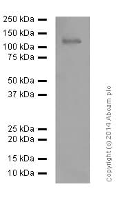 Anti-NMDAR1 antibody [EPR2481(2)](AB109182)