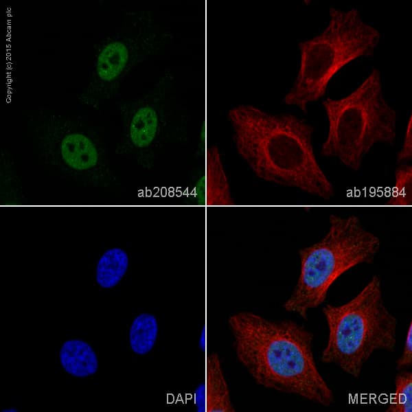 Alexa Fluor® 568 Anti-TDP43 antibody [EPR5811](AB208544)