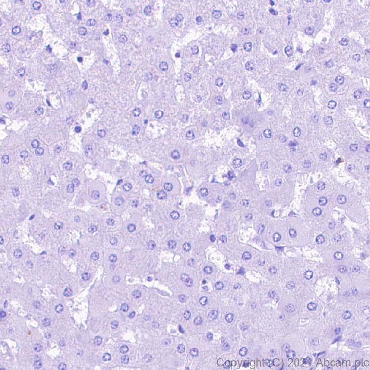 Anti-nNOS (neuronal) antibody [EPR24351-6] - BSA and Azide free(AB281832)