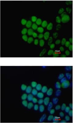 Anti-SOX2 antibody(AB137385)