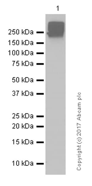 Anti-Fibronectin antibody [F14](AB45688)