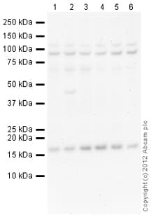 Goat Rabbit Igg H L Hrp Preadsorbed Ab97080  Western Blot Img88829