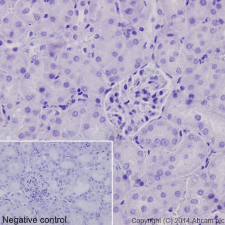 Cxcl15 Antibody Epr14470 Ab197016  Immunohistochemistry Formalin Pfa Fixed Paraffin Embedded Sections Img30116