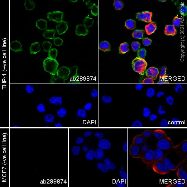 Anti-Iba1 antibody [EPR16588] - Goat IgG (Chimeric) - BSA and Azide free(AB289876)