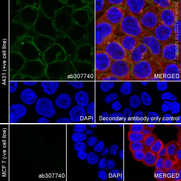 Goat Anti-Mouse IgG H&L (Alexa Fluor® 488) preadsorbed(AB150117)
