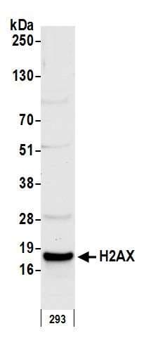 Anti-Histone H2A.X antibody(AB11175)