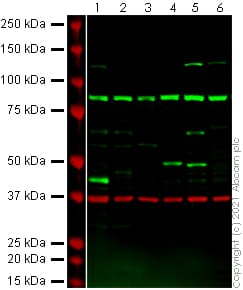 Anti-p53 antibody(AB131442)