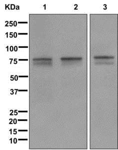 Anti-FOXO1A antibody [EPR12020](AB179450)