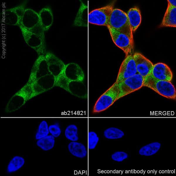 Anti-BMP2 antibody [EPR20807] - BSA and Azide free(AB225898)