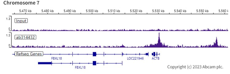 Anti-pan Brd4 antibody [EPR25424-71](AB314432)