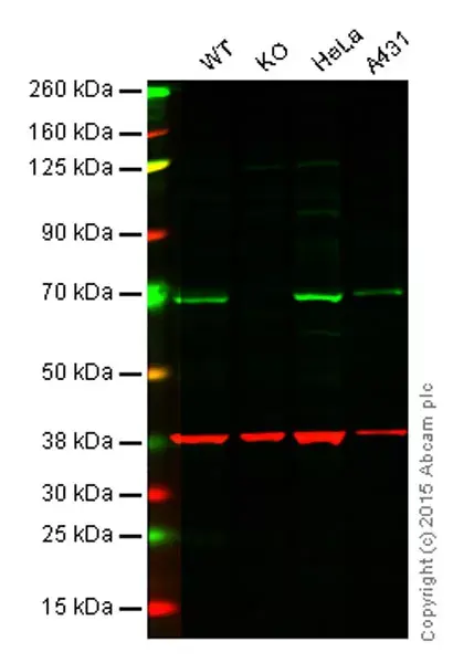 Anti-GAPDH antibody [6C5] - Loading Control(AB8245)