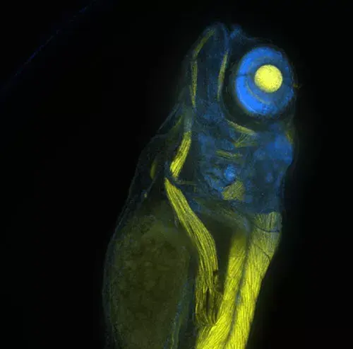 Zebrafish Embryo Acquired At 10x Magnification