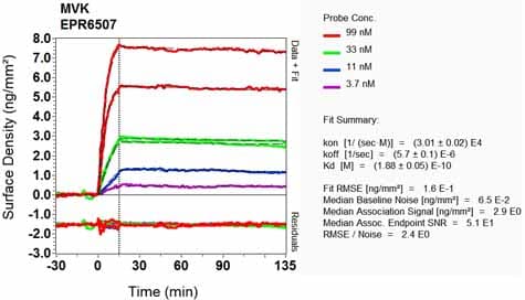 Mvk Antibody Epr6507 Ab126619  Oi Rd Scanning Img97638
