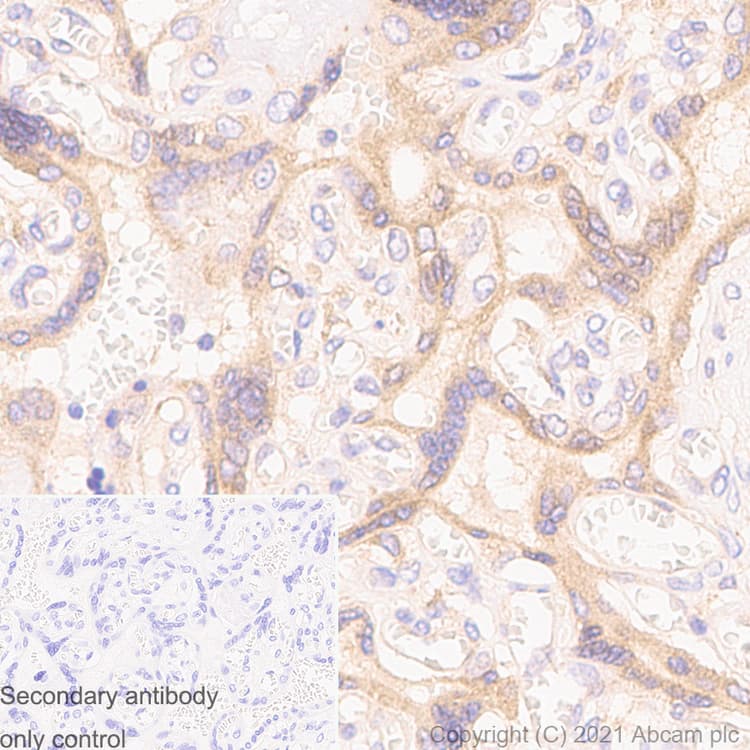 Anti-Rab5 antibody [1/Rab5](AB288769)
