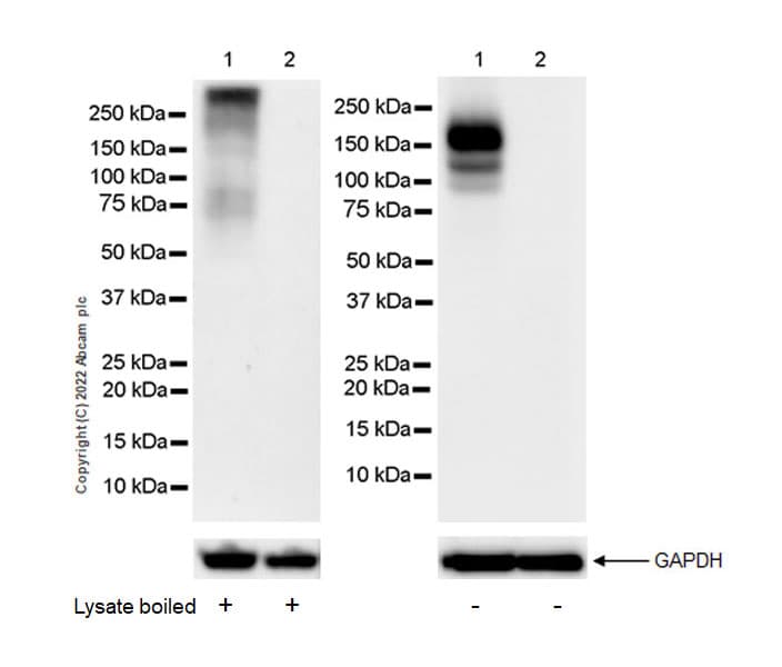 Anti-F4/80 antibody [EPR26545-166](AB300421)