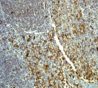 Anti-CD31 antibody [EP3095] - BSA and Azide free(AB226157)