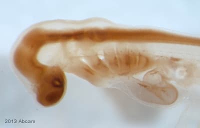 Anti-SOX2 antibody [EPR3131](AB92494)