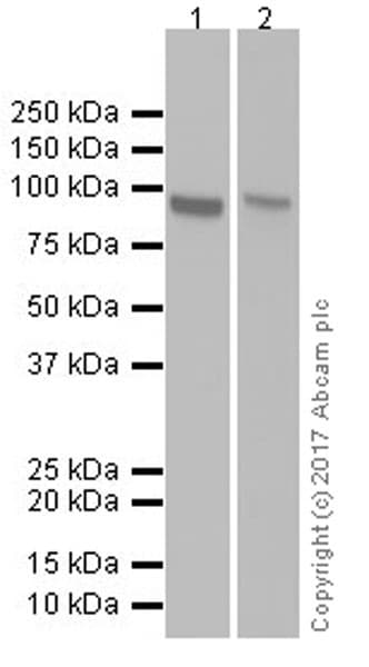 Anti-Transferrin Receptor antibody [EPR20584](AB214039)