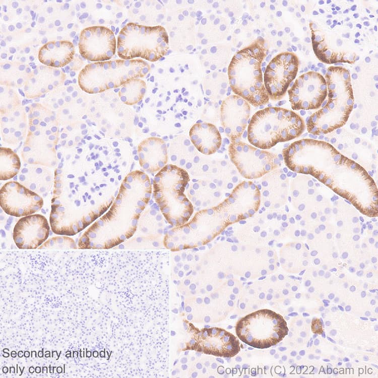 Anti-CD98 antibody [EPR27111-83] - BSA and Azide free(AB303511)