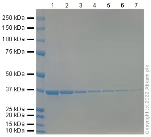 InstantBlue® Coomassie Protein Stain (ISB1L)(AB119211)