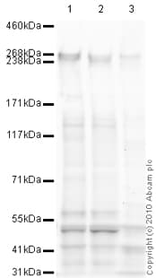 Anti-ABCA4 antibody [3F4](AB77285)