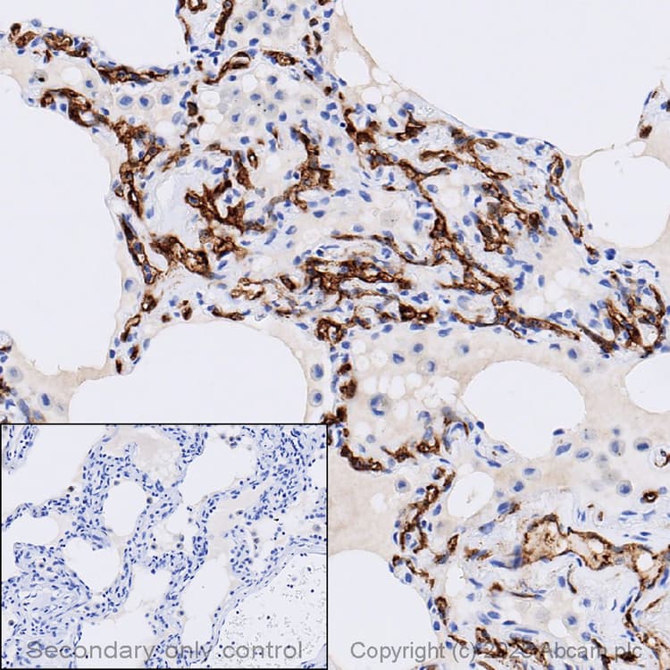 Anti-Claudin 5 antibody [EPR7583](AB131259)