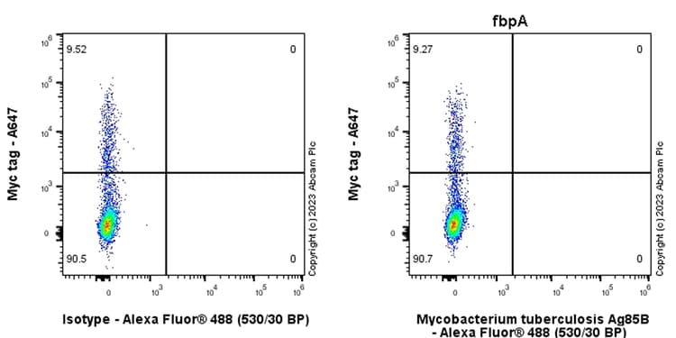 Anti-Mycobacterium tuberculosis Ag85B antibody [EPR28401-54] - BSA and Azide free(AB312329)