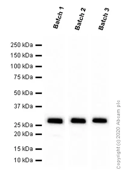 Anti-GFP antibody [EPR14104](AB183734)