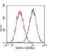 Anti-COX4 + COX4L2 antibody [10G8D12C12](AB110261)