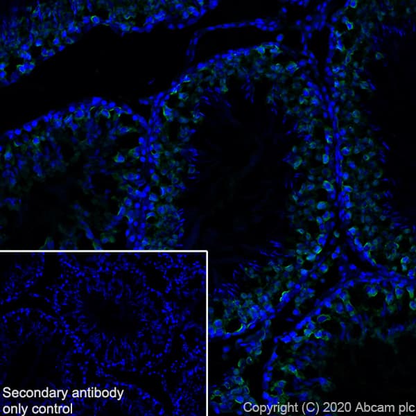 Anti-DDX4 / MVH antibody [EPR24148-58] - BSA and Azide free(AB277638)