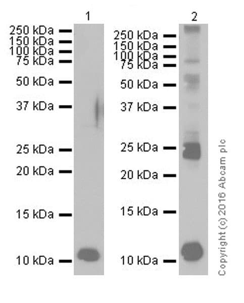 S100 Alpha Antibody Epr19013 Ab183979  Western Blot Img67210