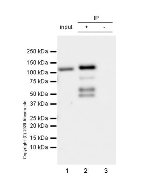 Anti-PMS2 antibody [EPR3947](AB110638)